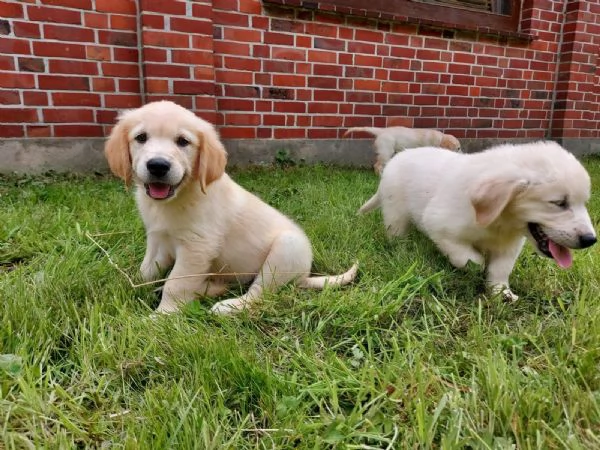 disponibili cuccioli di Golden Retriever  | Foto 1