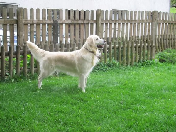 disponibili cuccioli di Golden Retriever  | Foto 1