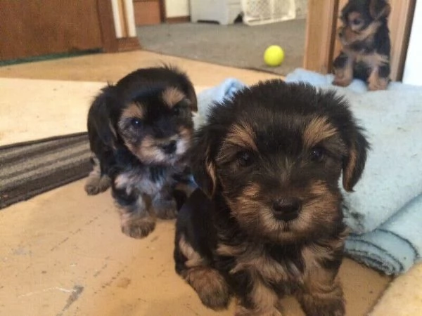 cuccioli di Yorkshire Terrier