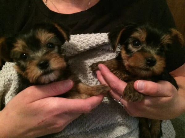 cuccioli di Yorkshire Terrier | Foto 0