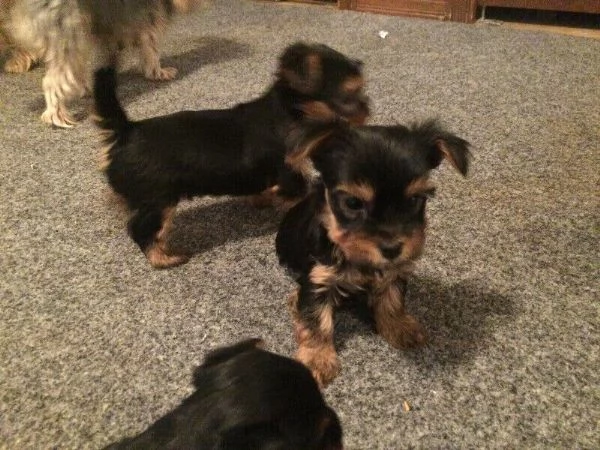 cuccioli di Yorkshire Terrier  | Foto 1