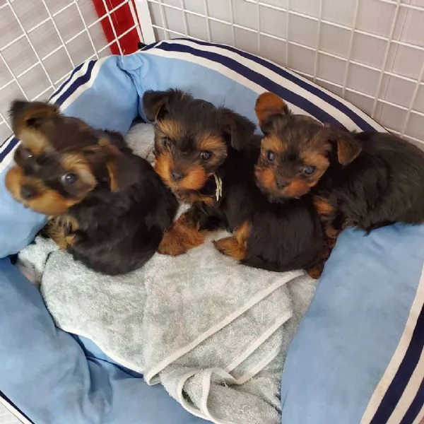 cuccioli di Yorkshire Terrier