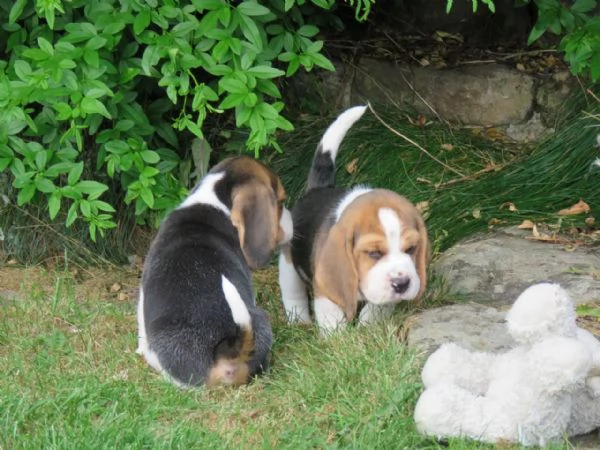 Dolcissimi cuccioli di Beagle