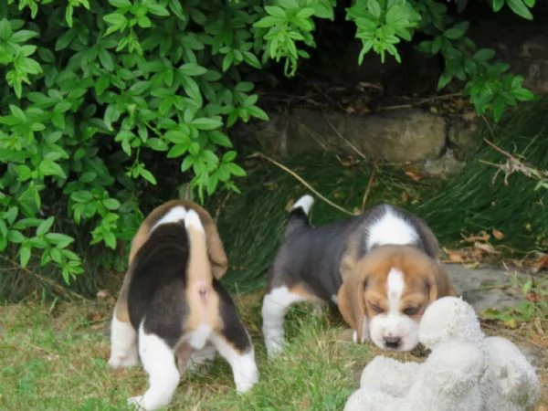 Dolcissimi cuccioli di Beagle | Foto 3