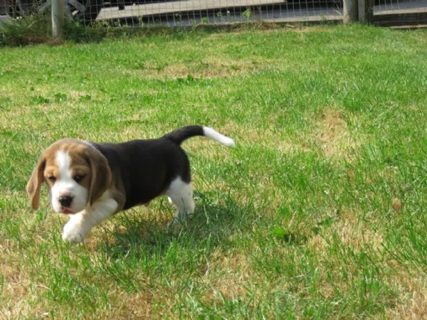 Dolcissimi cuccioli di Beagle | Foto 2