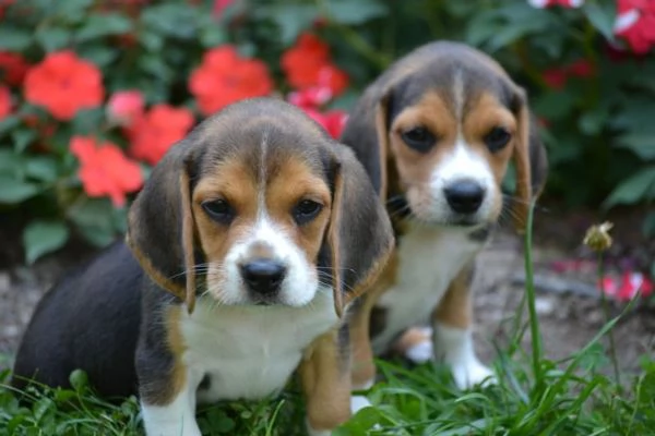 Dolcissimi cuccioli di Beagle | Foto 0