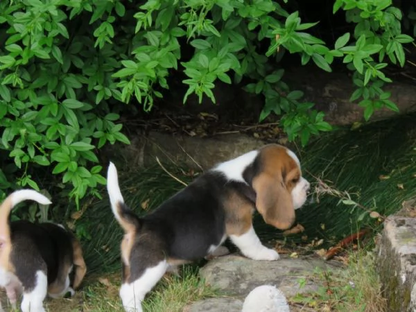 Dolcissimi cuccioli di Beagle | Foto 3