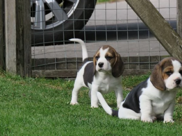 Dolcissimi cuccioli di Beagle | Foto 3