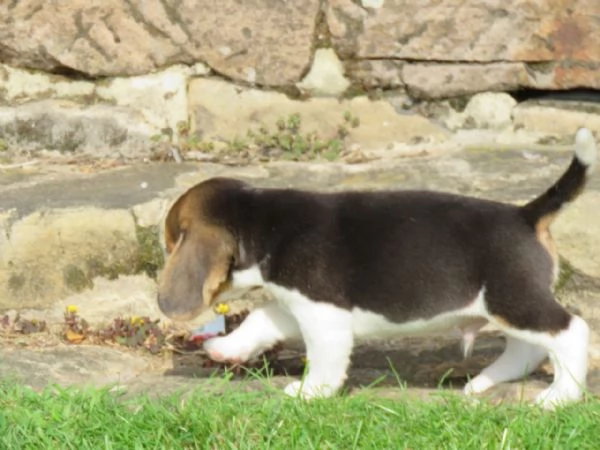 Dolcissimi cuccioli di Beagle | Foto 0