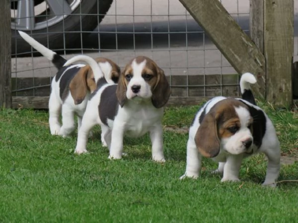 Dolcissimi cuccioli di Beagle | Foto 2