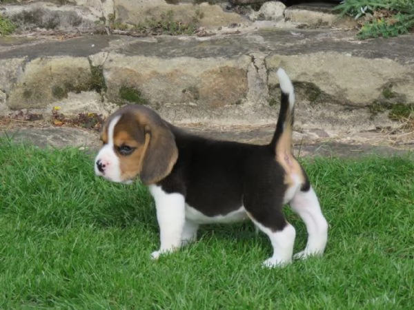 Dolcissimi cuccioli di Beagle | Foto 2