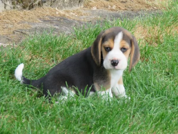 Dolcissimi cuccioli di Beagle | Foto 0