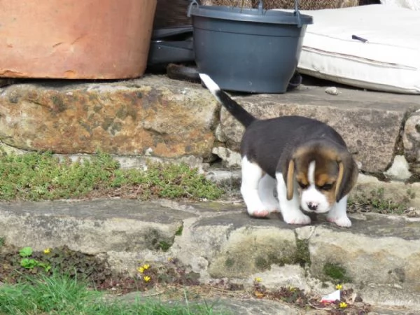 Dolcissimi cuccioli di Beagle | Foto 1