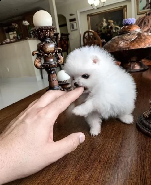 splendido cucciolo di pomerania