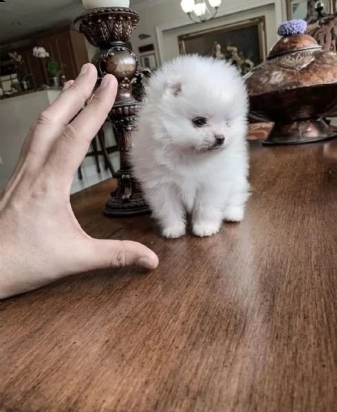 splendido cucciolo di pomerania | Foto 3