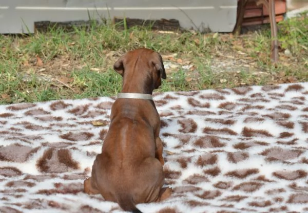 Cucciola di Rhodesian Ridgeback | Foto 6