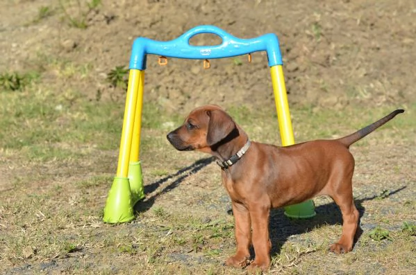 Cucciola di Rhodesian Ridgeback | Foto 5