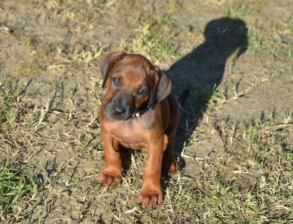 Cucciola di Rhodesian Ridgeback