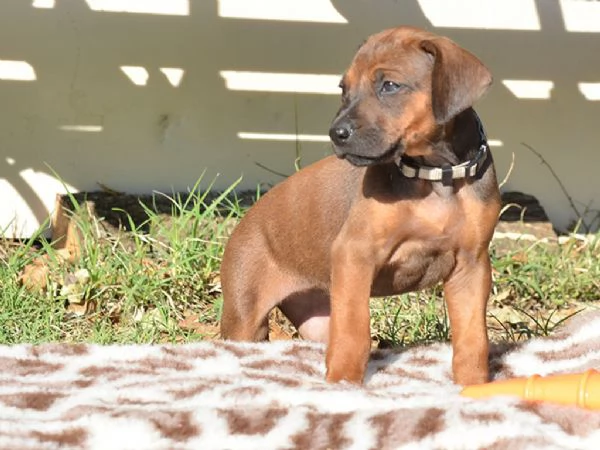 Cucciola di Rhodesian Ridgeback | Foto 4