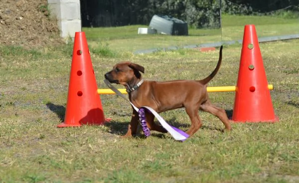 Cucciola di Rhodesian Ridgeback | Foto 3