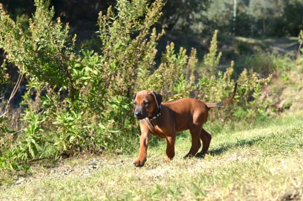 Cucciola di Rhodesian Ridgeback | Foto 2