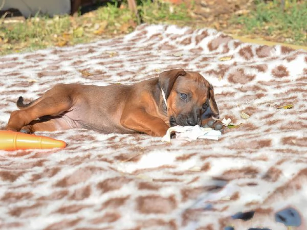 Cucciola di Rhodesian Ridgeback | Foto 1