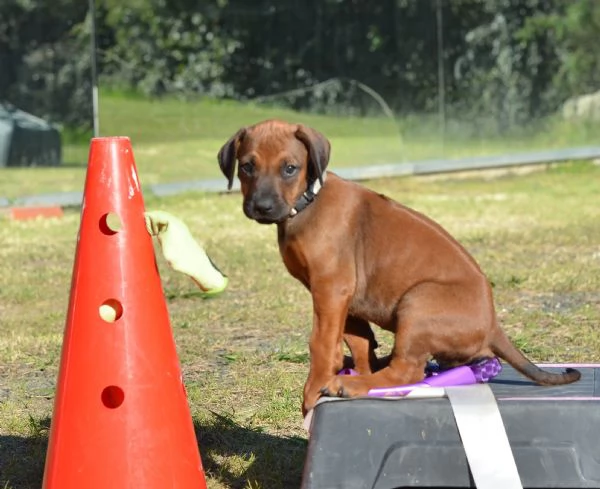 Cucciola di Rhodesian Ridgeback | Foto 0