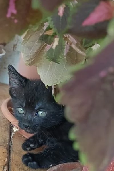 Gattini di 2 mesi in adozione | Foto 2