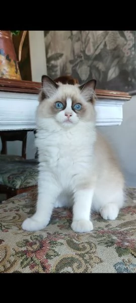 Cucciola ragdoll | Foto 0