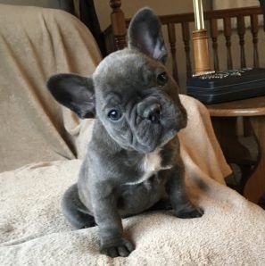 Cerco Bouledogue da Privato a Napoli cuccioli di bulldog francese