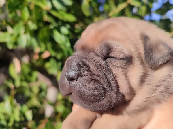 Cuccioli di Sharpei 