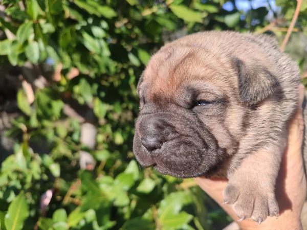 Cuccioli di Sharpei  | Foto 5