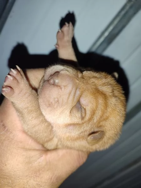 Cuccioli di Sharpei  | Foto 3