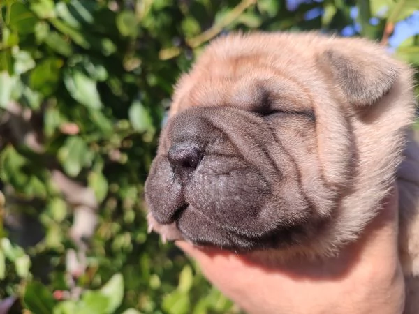 Sharpei cuccioli  | Foto 5