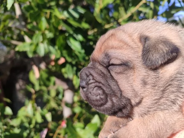 Sharpei cuccioli  | Foto 4