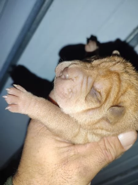 Sharpei cuccioli  | Foto 3