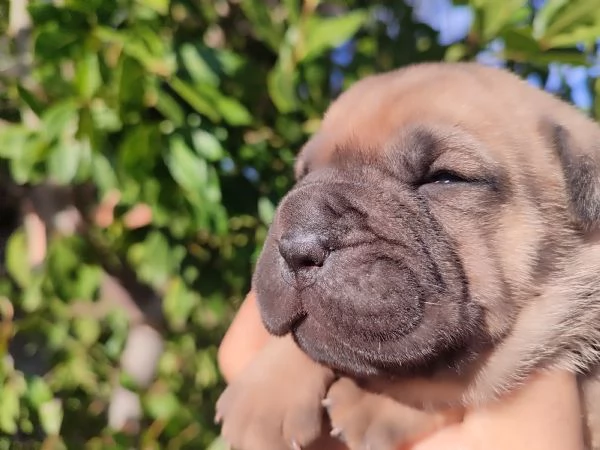 Sharpei cuccioli  | Foto 2