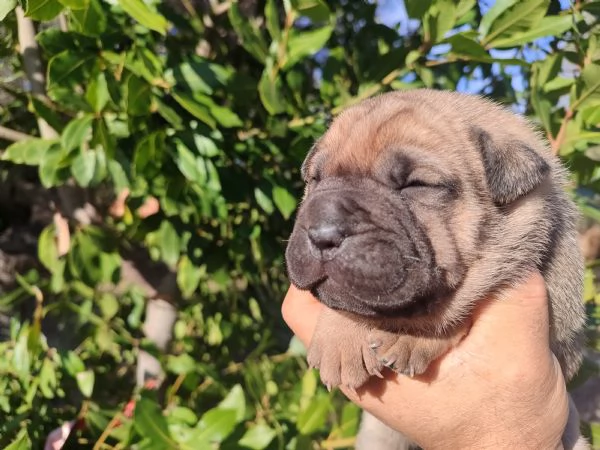 Sharpei cuccioli  | Foto 0