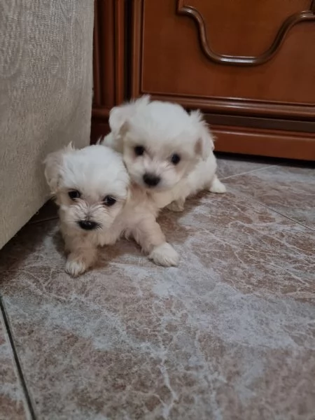 Cuccioli maltese | Foto 0