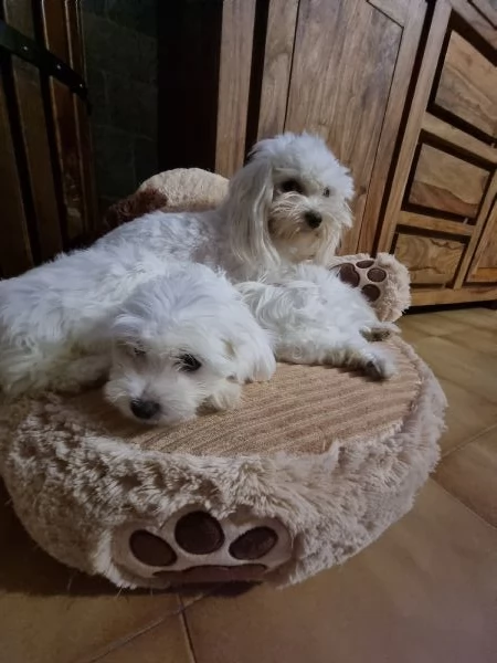 Cuccioli maltese