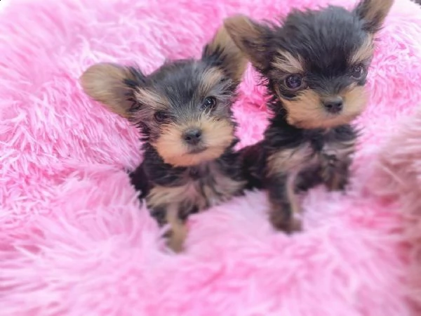 regalo yorkie toy disponibile