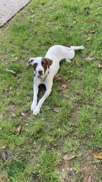 Cagnolina in regalo | Foto 1