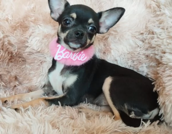 Chihuahua femmina con pedigree 