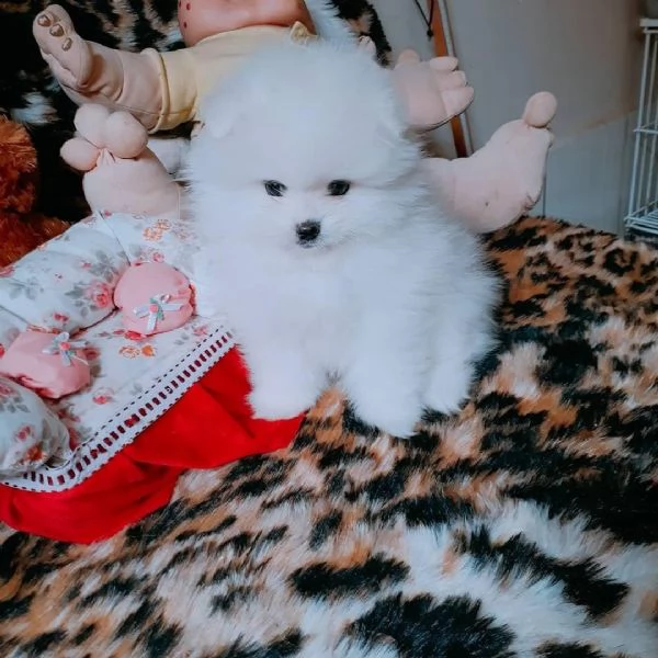 giocattolo volpino pomeranian disponibile per la vendita | Foto 1