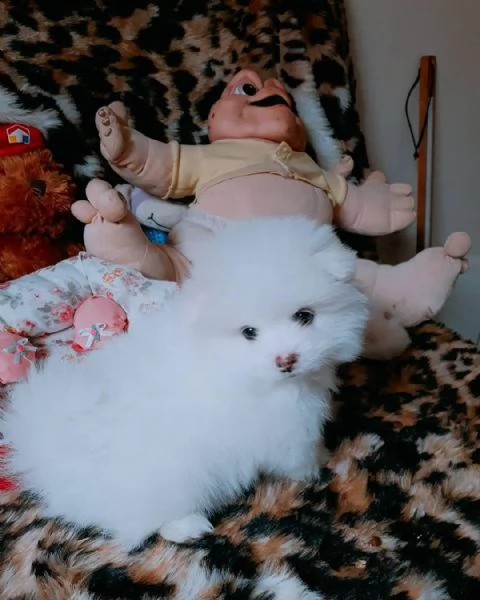 giocattolo volpino pomeranian disponibile per la vendita