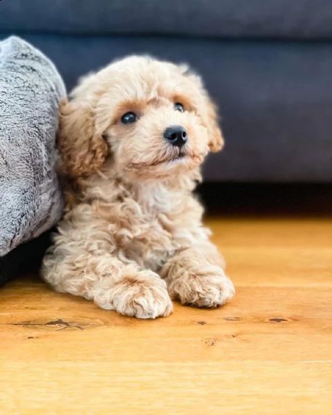 cuccioli di barboncino | Foto 1