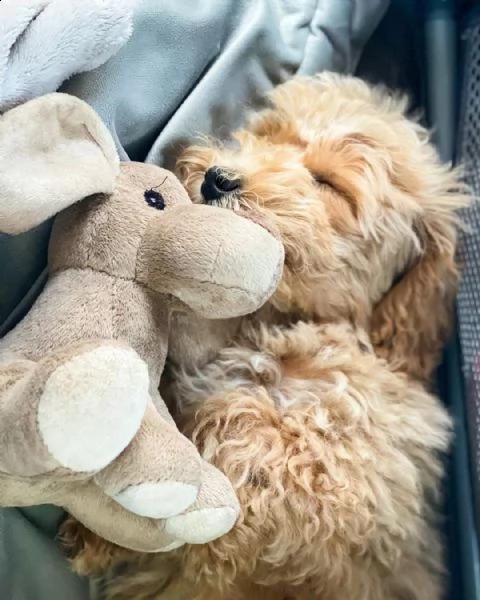 cuccioli di barboncino | Foto 0