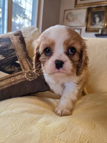 Disponibili cuccioli di Cavalier King  | Foto 4