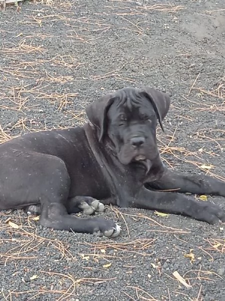 Cuccioli di cane corso  | Foto 2