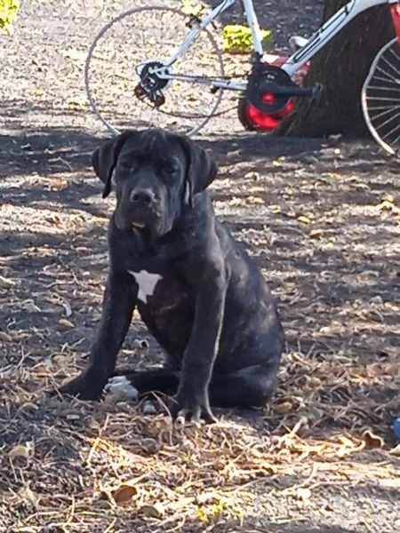 Cuccioli di cane corso 